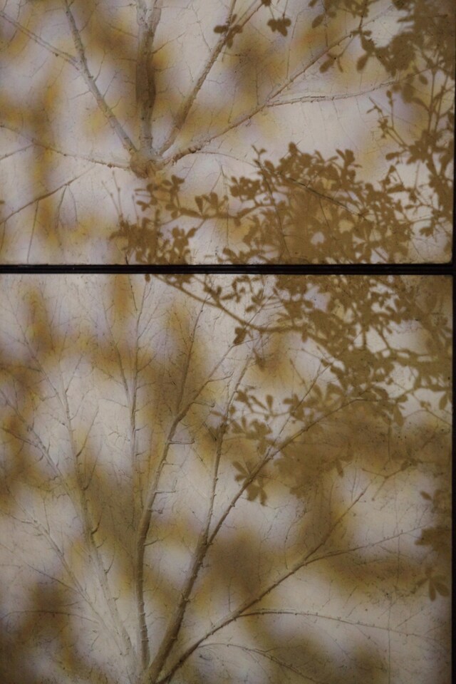 Leaves and shadows at Spring