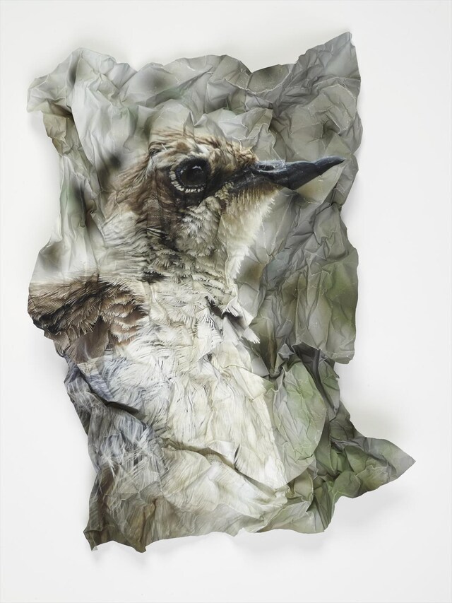 Ritual for Reconciliation: Mockingbird, Galapagos Islands