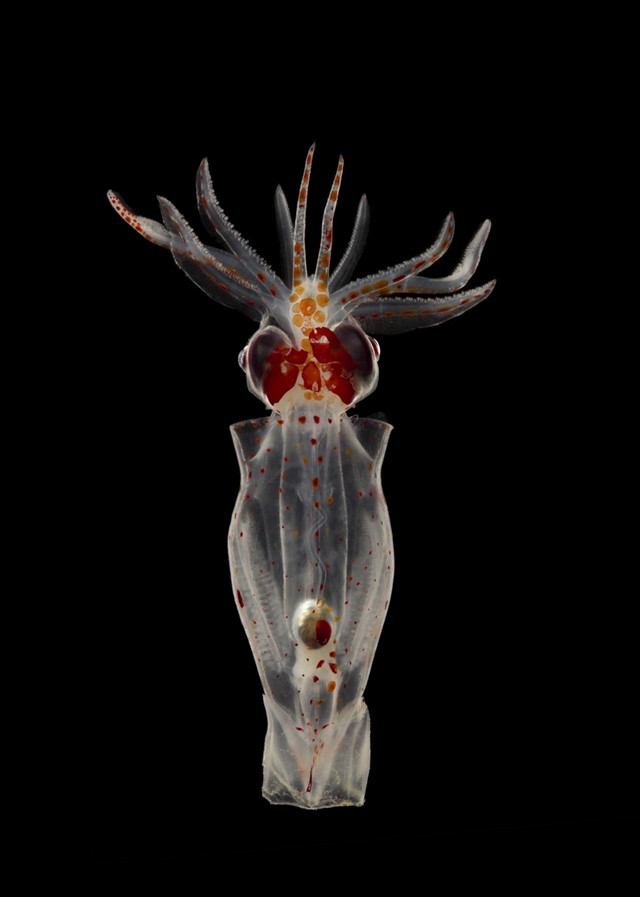 Black-Eyed Squid Gonatus onyx