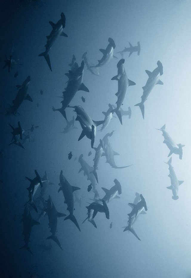 A shoal of Hammerhead Sharks