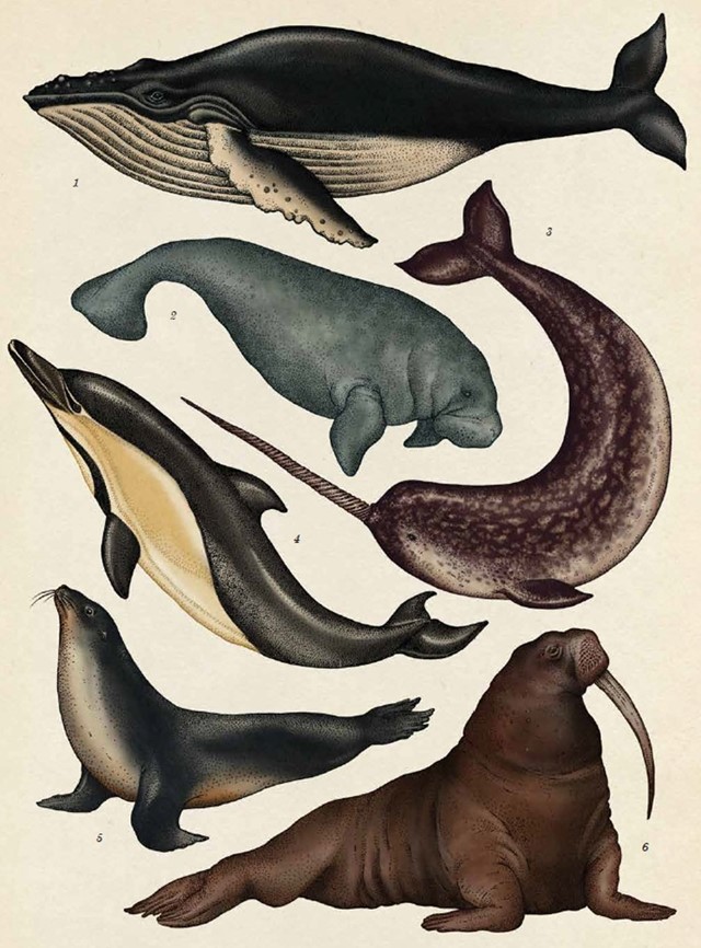 Sirenia, Pinnipedia and Cetacea
