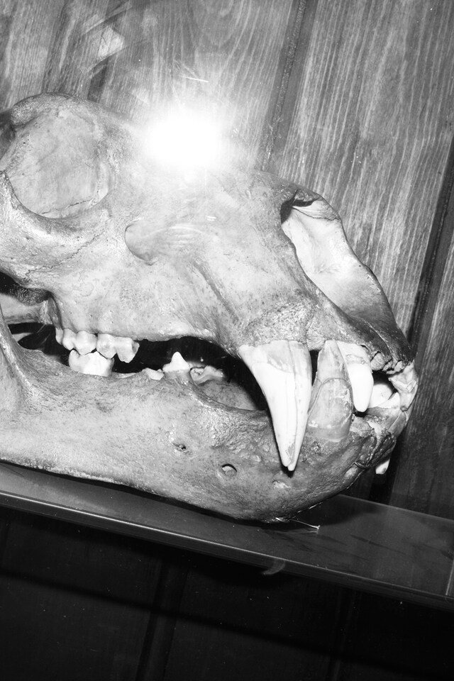 The Grant Museum of Zoology