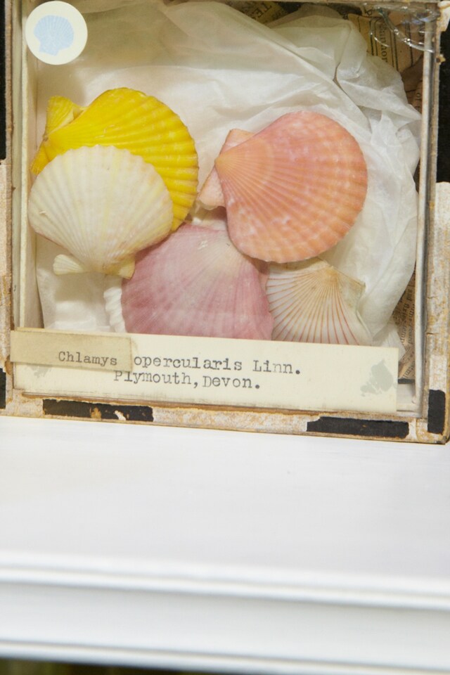 The Grant Museum of Zoology