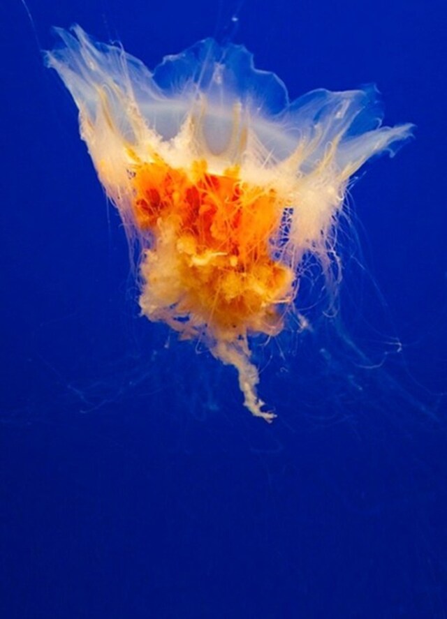 Egg Yolk Jellyfish