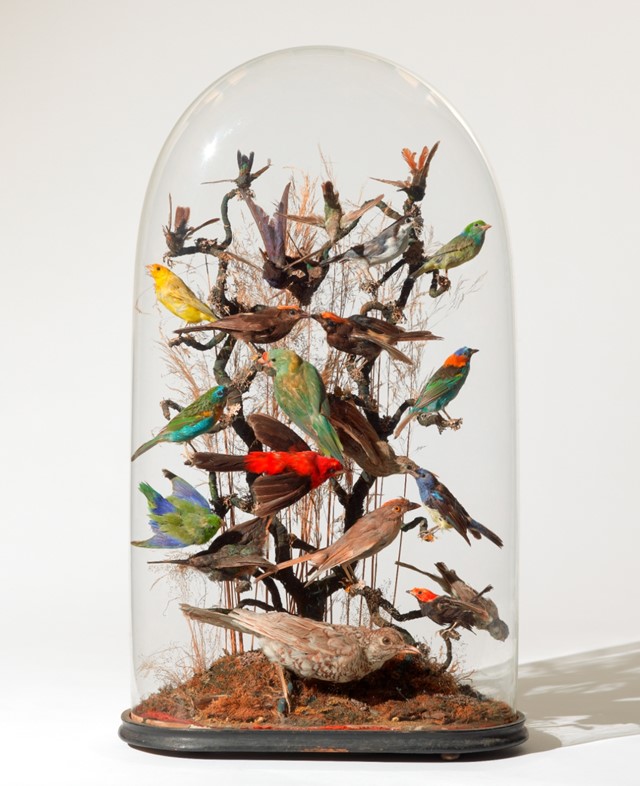 Unknown maker, Montage display of 24 tropical birds, mid-19t