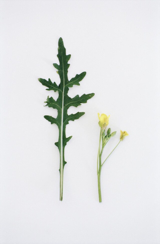 Perennial Wall rocket Diplotaxis tenuifolia