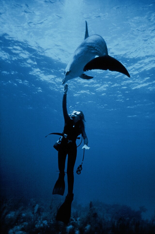 Living the life aquatic