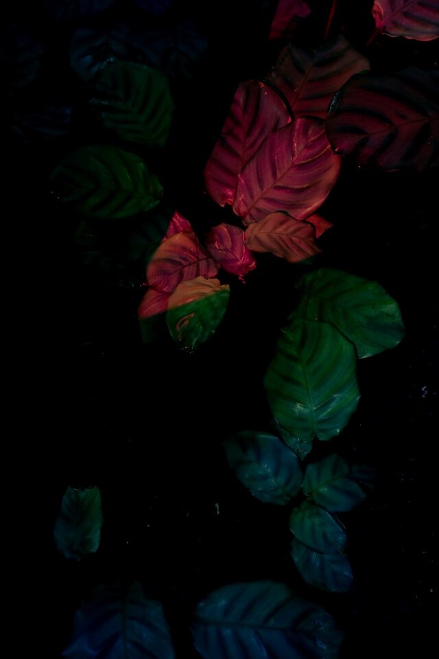 Stills and Strokes, Paradies, 2010 