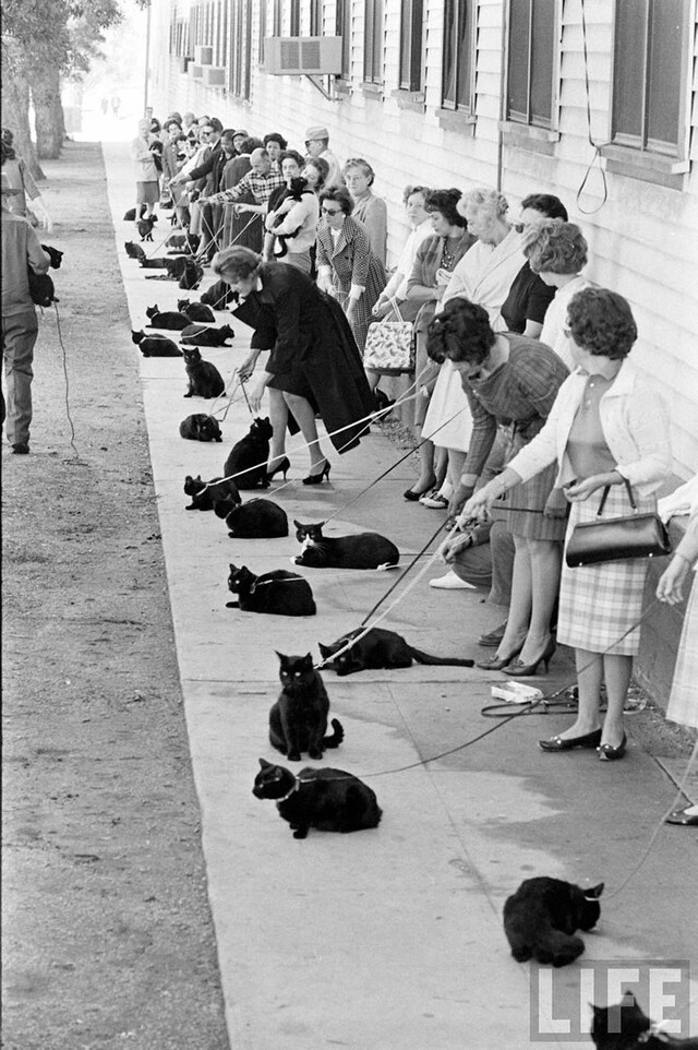 Hollywood Audition for Black Cats 1961