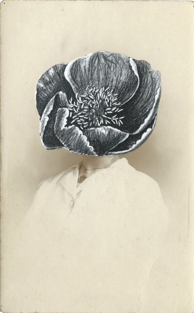 Paeonia tenuifolia, 2014