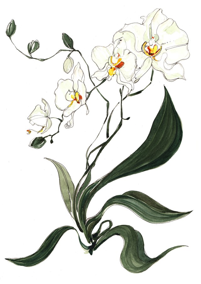 WHITE ORCHID