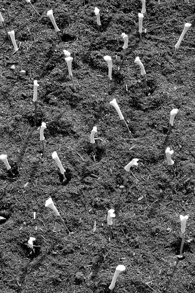 Scarlett Rouge&#39;s artwork aboard the Bargenale