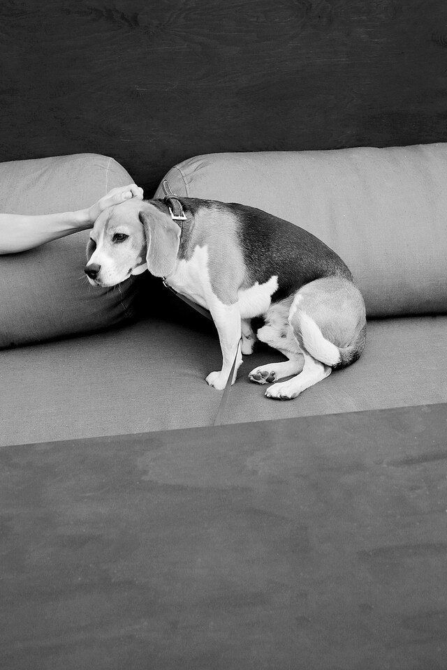 Dog aboard the Bargenale