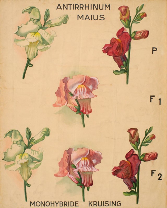 A. Peter, Botanische Wandtafeln