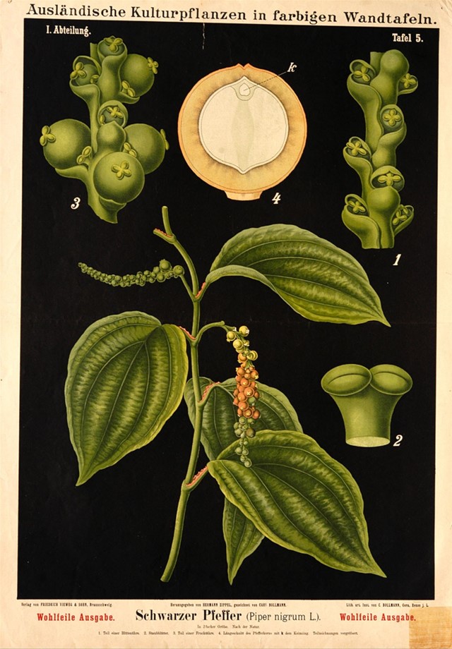 A. Peter, Botanische Wandtafeln