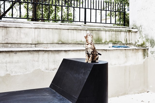 GAIA THE BENGAL CAT ON PRONG BENCH FROM FURNITURE COLLECTION