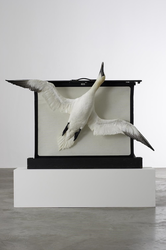 Dorothy-Cross,-Gannet,-2005