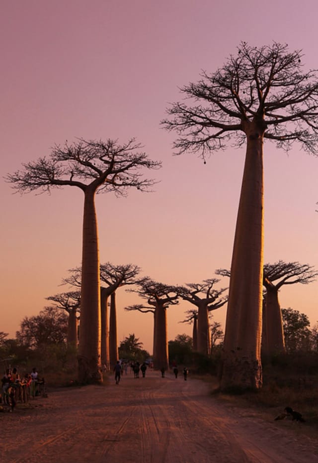 Madagascar Trees