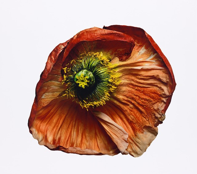 Iceland Poppy (B), New York, 2006 The Irving Penn Foundation