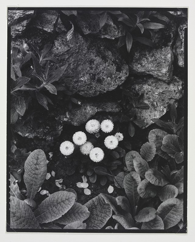 Paul Strand (1890-1976), The Happy Family, Orgeval