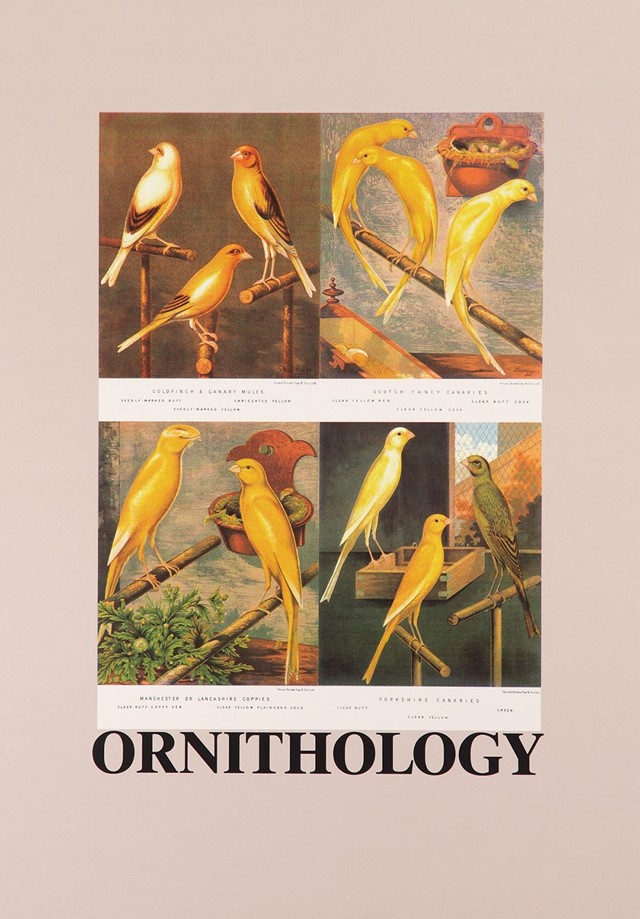 O-is-for-Ornithology,-Alphabet-Series,-1991_&#169;-Pete