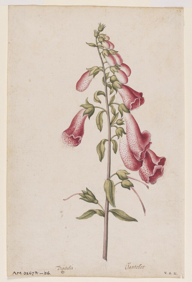 Foxglove, ca 1575, &#169; The Victoria and Albert Museu