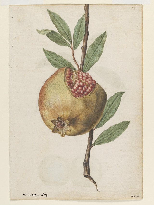 Pomegranate, ca 1575, &#169; The Victoria and Albert Mu