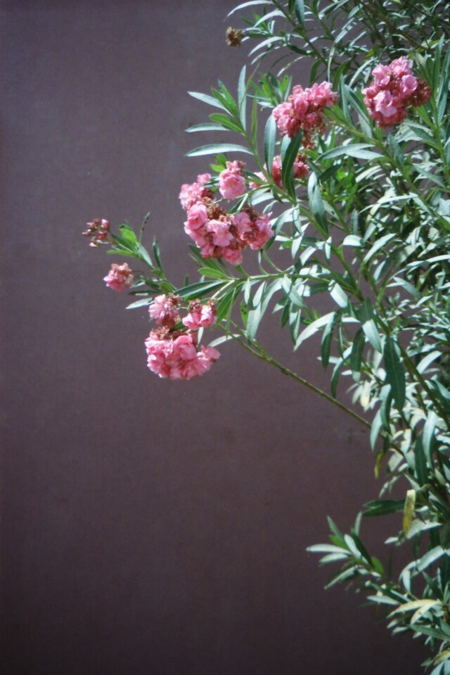 Senegal by Sonia D'Argenzio