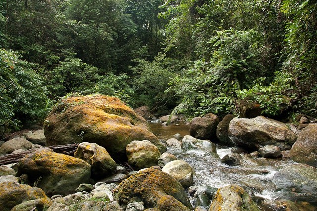 An Untouched Wilderness in the Indonesian Rainforest | AnOther