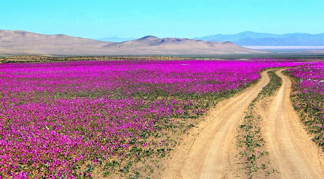 How the Atacama Desert Has Been Painted Pink with Flowers | AnOther