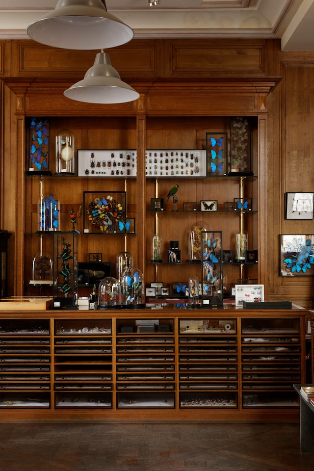 2 &#169; Francis Hammond - Deyrolles un cabinet de curi