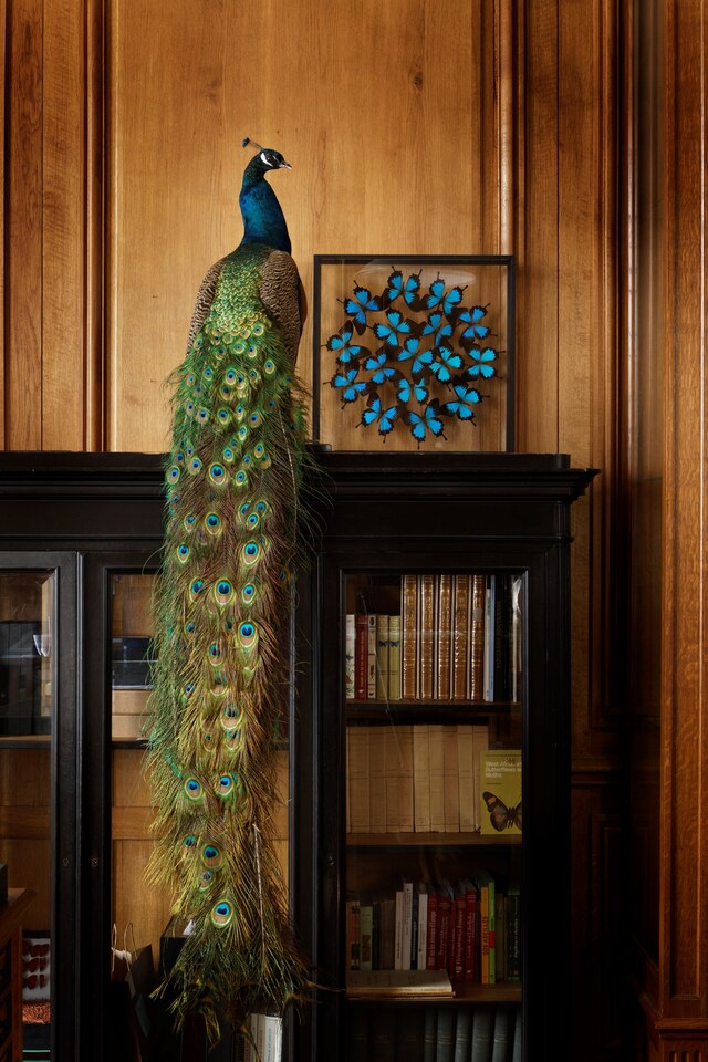 4 &#169; Francis Hammond - Deyrolles un cabinet de curi