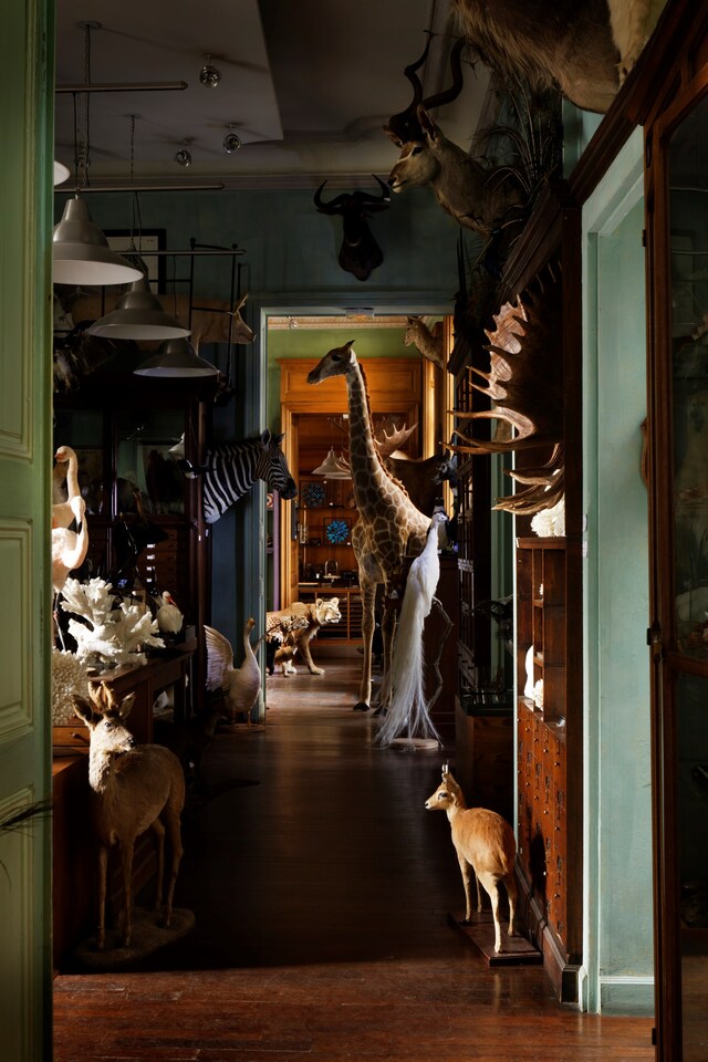 9 &#169; Francis Hammond - Deyrolles un cabinet de curi