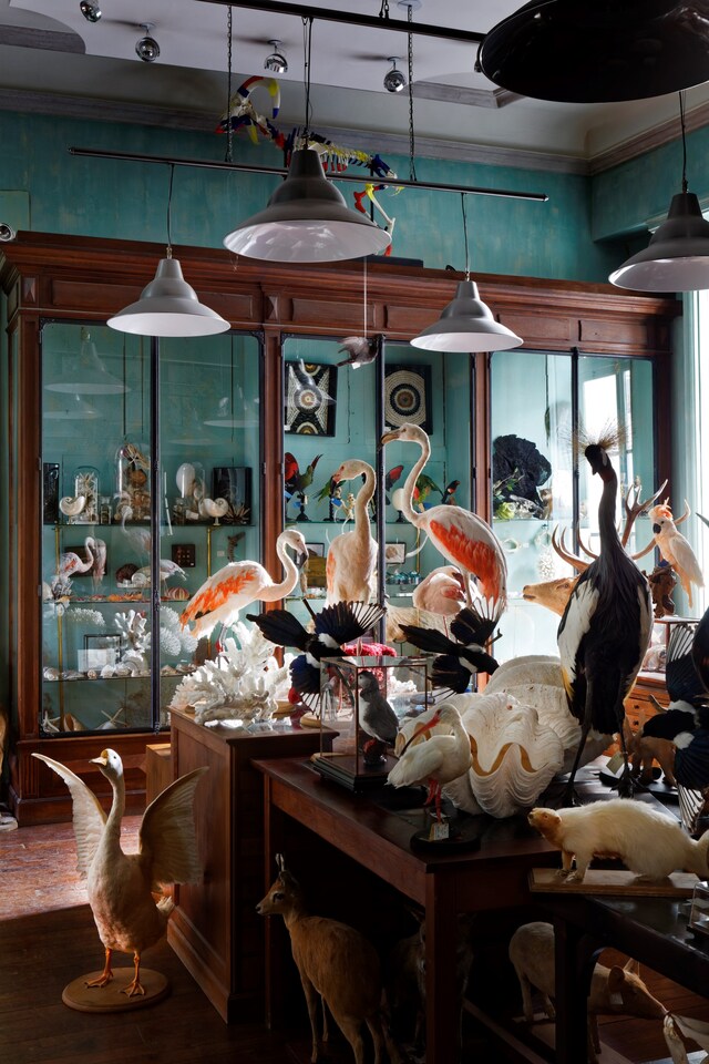 10 &#169; Francis Hammond - Deyrolles un cabinet de cur