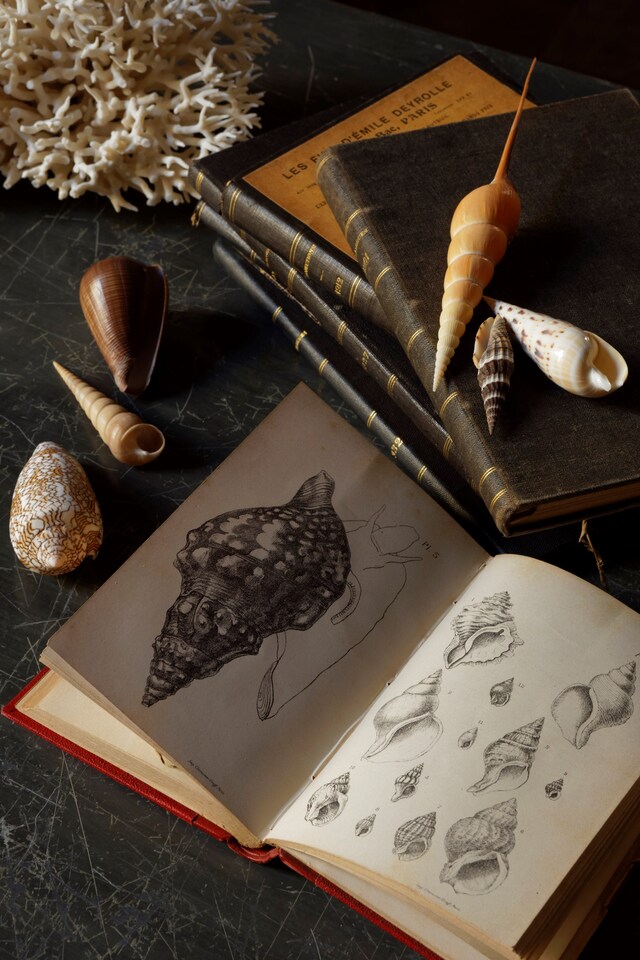 12 &#169; Francis Hammond - Deyrolles un cabinet de cur