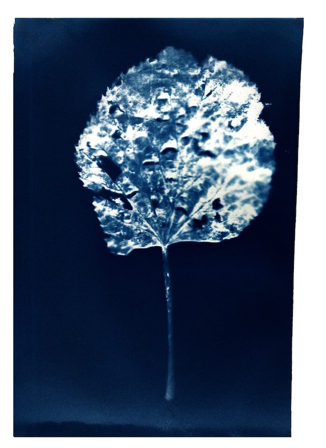 CYANOTYPE_-1