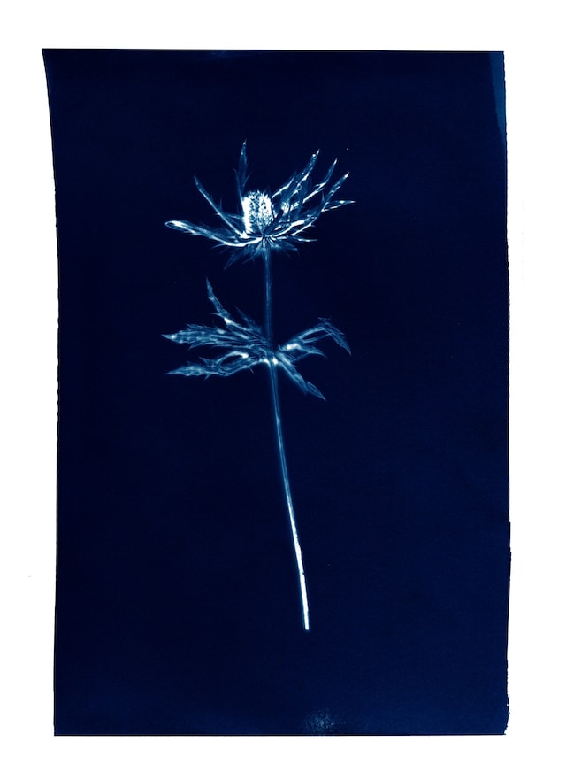 CYANOTYPE_-7