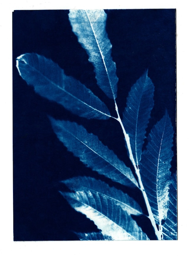 CYANOTYPE_-9