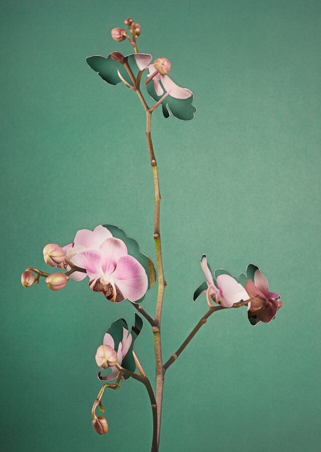 Phalaenopsis_3D