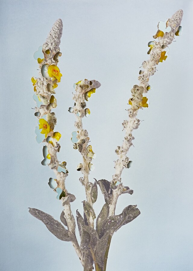 Verbascum_3D