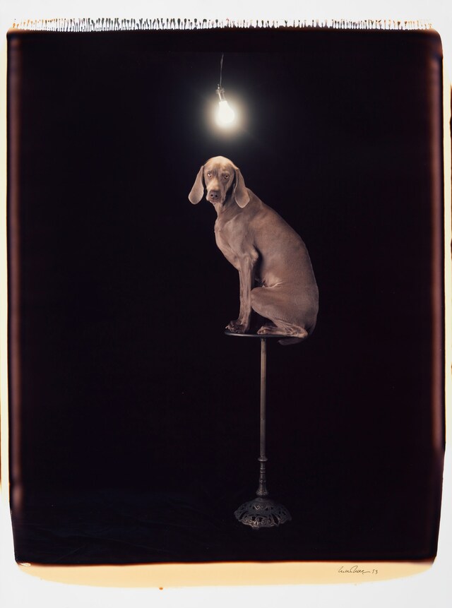 Illuminary Lumin by William Wegman