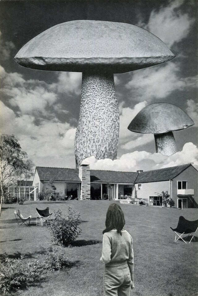 Big Mushrooms 2019