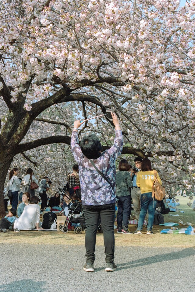 State of Glory by Sybilla Patrizia Tokyo Cherry Blossom