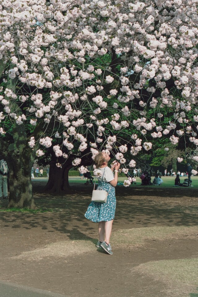 State of Glory by Sybilla Patrizia Tokyo Cherry Blossom