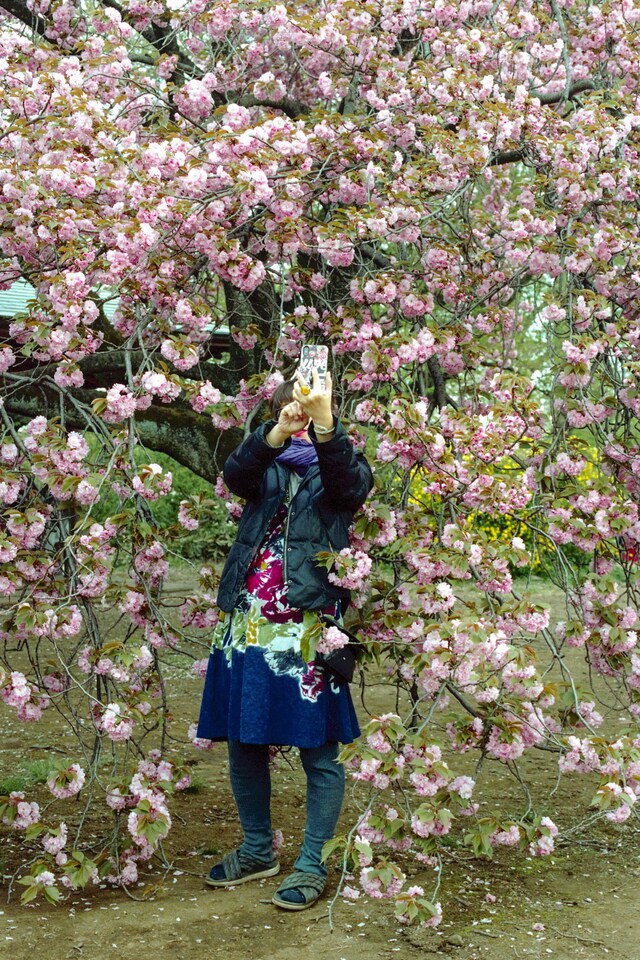 State of Glory by Sybilla Patrizia Tokyo Cherry Blossom