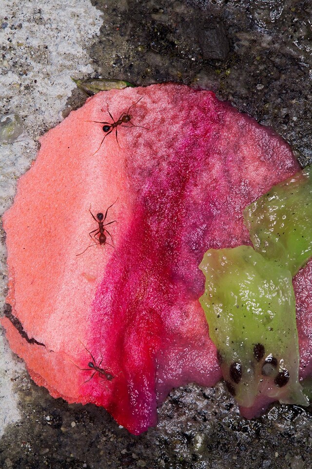 Maisie Cousins Rubbish, Dipping Sauce, Grass, Peonie, Bum
