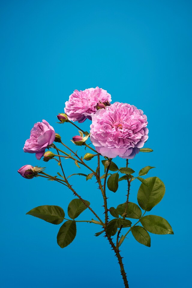 The English Rose Luke Stephenson