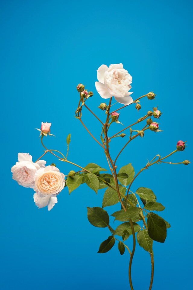 The English Rose Luke Stephenson