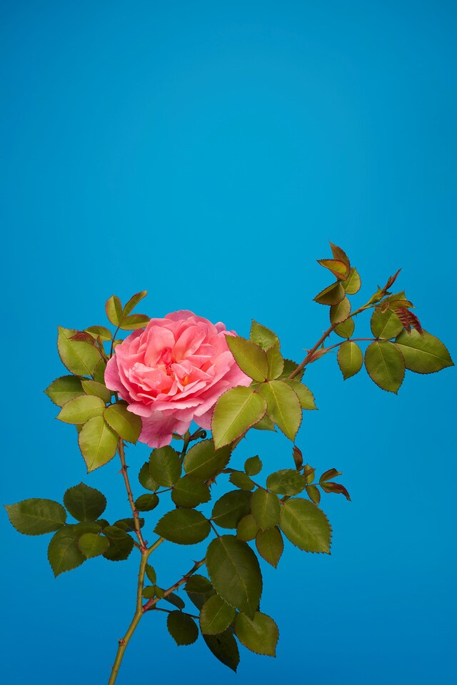 The English Rose Luke Stephenson