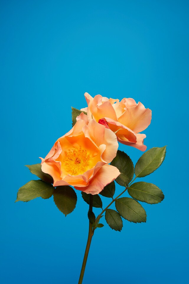The English Rose Luke Stephenson